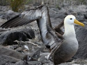 Галапагосский машущий альбатрос